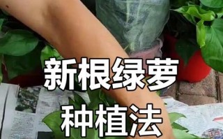 以绿萝换土壤的正确方法（让你的绿萝更健康成长）