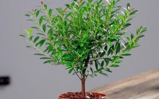 文竹养护秘籍——正确选择肥料（健康成长必备，教你选择文竹最佳肥料）