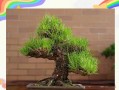 湿润盆栽土壤的处理方法（如何改善过湿的盆栽土壤）