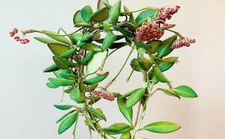 家里的花的养护指南（让你的花朵健康茁壮生长）
