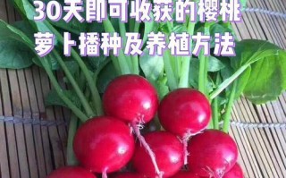 樱桃的种植和养护（了解樱桃的生长环境和注意事项）