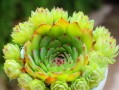 以多肉观音莲如何科学浇水（养护多肉观音莲的浇水技巧和注意事项）