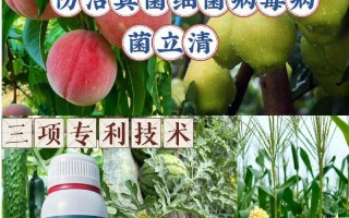 探讨辣椒的生长环境要求（喜阳还是喜阴？哪种环境更适合辣椒生长？）