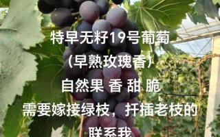 葡萄剪枝的时间与方法（合适的剪枝时间能够提高葡萄产量）