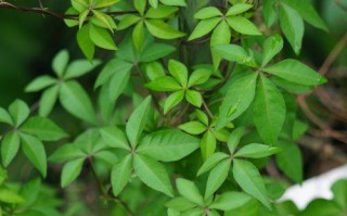 探秘爬藤植物的种类和生长习性（从挂墙到攀岩，看看它们在生态系统中扮演的角色）