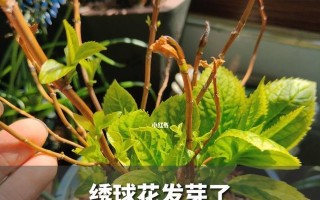 绣球花不发芽怎么办？（教你轻松解决绣球花不发芽的问题）