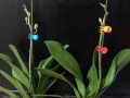 蝴蝶兰的栽培与沙子种植（如何利用沙子种植蝴蝶兰？）