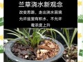 探秘兰草的多样品种及特色（从花形、色彩到气味，兰草的品种繁多）