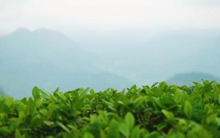 棒棒菜的种植方法与时间详解（从播种到收获，轻松培育营养丰富的棒棒菜）