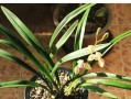 四季兰花期特点解析（从春季至冬季，不同兰花品种的开花时间和生长状态分析）