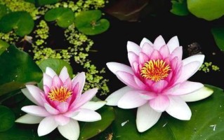 佛莲花的象征意义（探究佛莲花的精神内涵）