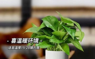 夏威夷竹叶尖发黑的原因和解决方法（防治夏威夷竹叶尖发黑的有效措施）