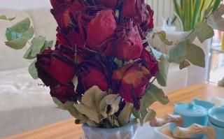玫瑰花叶子干枯怎么办？（教你如何拯救干枯的玫瑰花叶子）