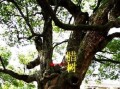 腊树，一棵生命力顽强的树（探究腊树的种类、习性、用途以及养护方法）