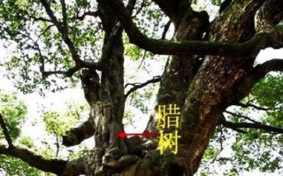 腊树，一棵生命力顽强的树（探究腊树的种类、习性、用途以及养护方法）