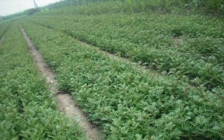 花椒籽可以种吗？——关于种植花椒的探讨（种花椒从这里开始！）