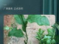 盆栽百香果的养殖技巧与注意事项（打造居家绿意——百香果盆栽的完美选择）