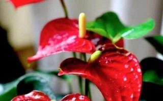 红掌开完花后的护理方法（营养、浇水、修剪、防虫）