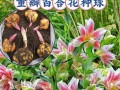 如何科学养护刚买的百合花（初次养花者必看，从养花须知到养护技巧）