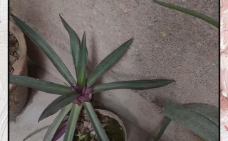 万年青肥多了怎么办？（应对万年青肥多的有效方法）