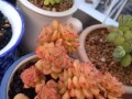 如何养护美杏锦，打造全景花境（美杏锦的特点及栽培要点）