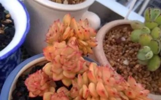 如何养护美杏锦，打造全景花境（美杏锦的特点及栽培要点）