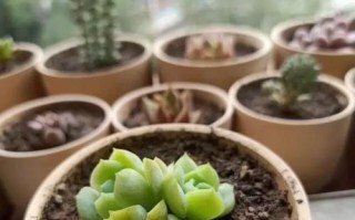寝室花卉选择指南（打造舒适宜人的寝室生活）