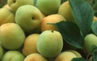 青梅上市季节（探寻青梅成熟的时间和地点）