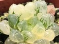 多肉玉露养护之道（打造透亮病态多肉，关键在于这一点）