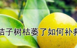 如何正确给橙树施肥？橙树肥料施用周期及肥料种类分析