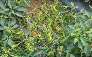 朝天椒炭疽病的发生与治疗（探究朝天椒炭疽病的病原、预防方法及治疗手段）