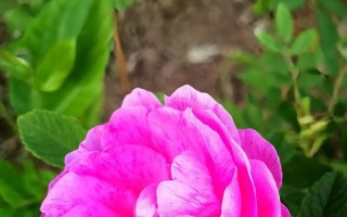 赏玫瑰之美——探秘玫瑰开花季节（春夏秋冬皆可赏，美丽玫瑰开放时）