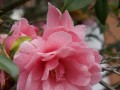 茶花树为何出现黄叶？（黄叶现象的原因及处理方法）