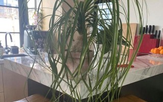 如何养护洒瓶兰，让其长时间健康盛开（以洒瓶兰怎么养为主题的详细指南）