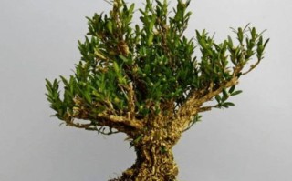 小叶黄杨的真实身份（探究小叶黄杨是不是草本植物）