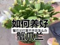 蟹爪兰长不开花怎么办？（解决方法大揭秘，让你的蟹爪兰绽放绚丽花朵）
