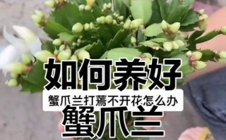 蟹爪兰长不开花怎么办？（解决方法大揭秘，让你的蟹爪兰绽放绚丽花朵）