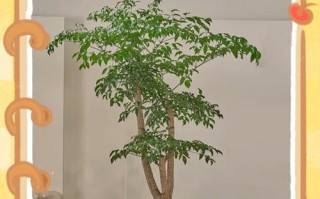 追寻幸福之路——寻找幸福树的旅程（探索自我与自然的和谐之道）