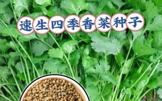 如何种植香菜种子？（从准备土壤到收获全程指南）
