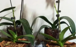 解读蝴蝶兰的适温范围（蝴蝶兰怕冷还是怕热？掌握科学养护技巧）