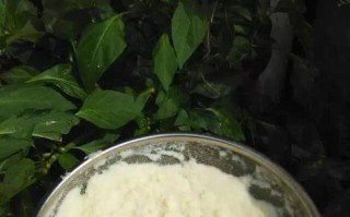 用豆浆来浇花的正确方法（如何用豆浆来浇水，让你的花儿更茂盛？）