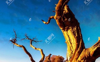 胡杨树的保护与意义（荒漠中的绿色宝藏——关注胡杨树）