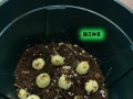 以苍兰的种植方法（从选地到管理，掌握以苍兰的种植技巧）