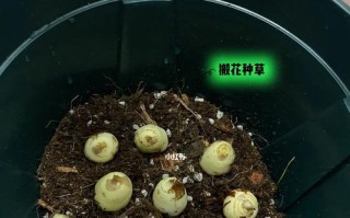 以苍兰的种植方法（从选地到管理，掌握以苍兰的种植技巧）