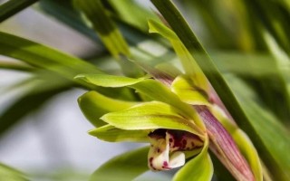 兰花叶子干枯原因及补救处理方法（解析兰花叶子干枯的原因及如何拯救枯萎的兰花）