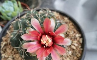 仙人球绯花玉的养护技巧（打造美丽宜人的仙人球绯花玉）