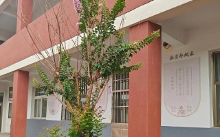 教室养花（避免过度浇水的技巧和解决方法）