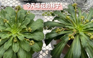 以露微花怎么养护？（关键步骤、技巧和注意事项。）