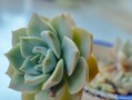 夏天如何养护多肉白牡丹？（夏季多肉白牡丹的生长技巧与注意事项）