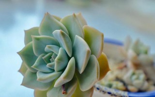 夏天如何养护多肉白牡丹？（夏季多肉白牡丹的生长技巧与注意事项）
